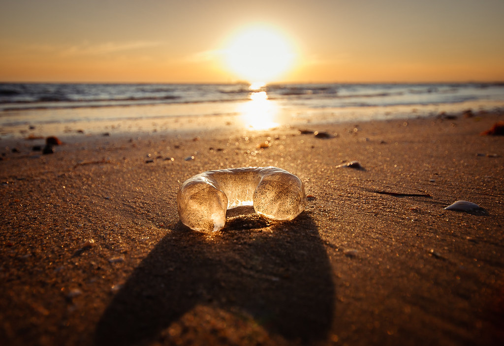 IMG_1278 Egg sac from the Conical Sand Snail Commonly mis… Flickr
