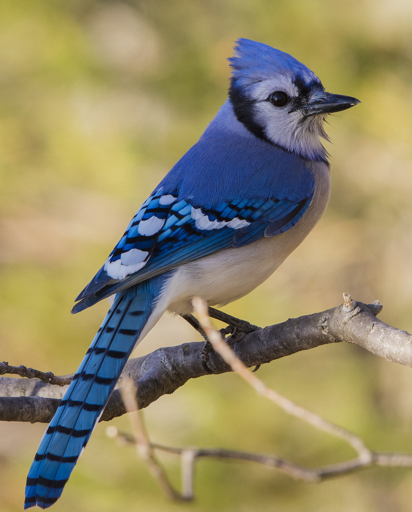 List 96+ Pictures Pictures Of Blue Jays Male And Female Sharp