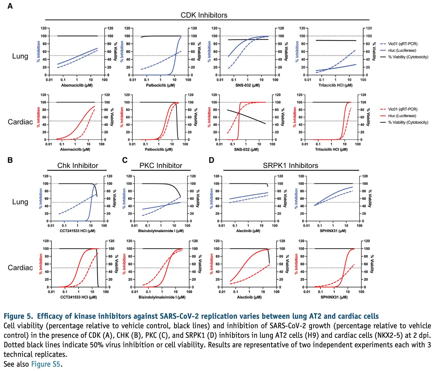 Rudraraju Parallel use of human stem cell lung and heart models provide insights for SARSCoV2
