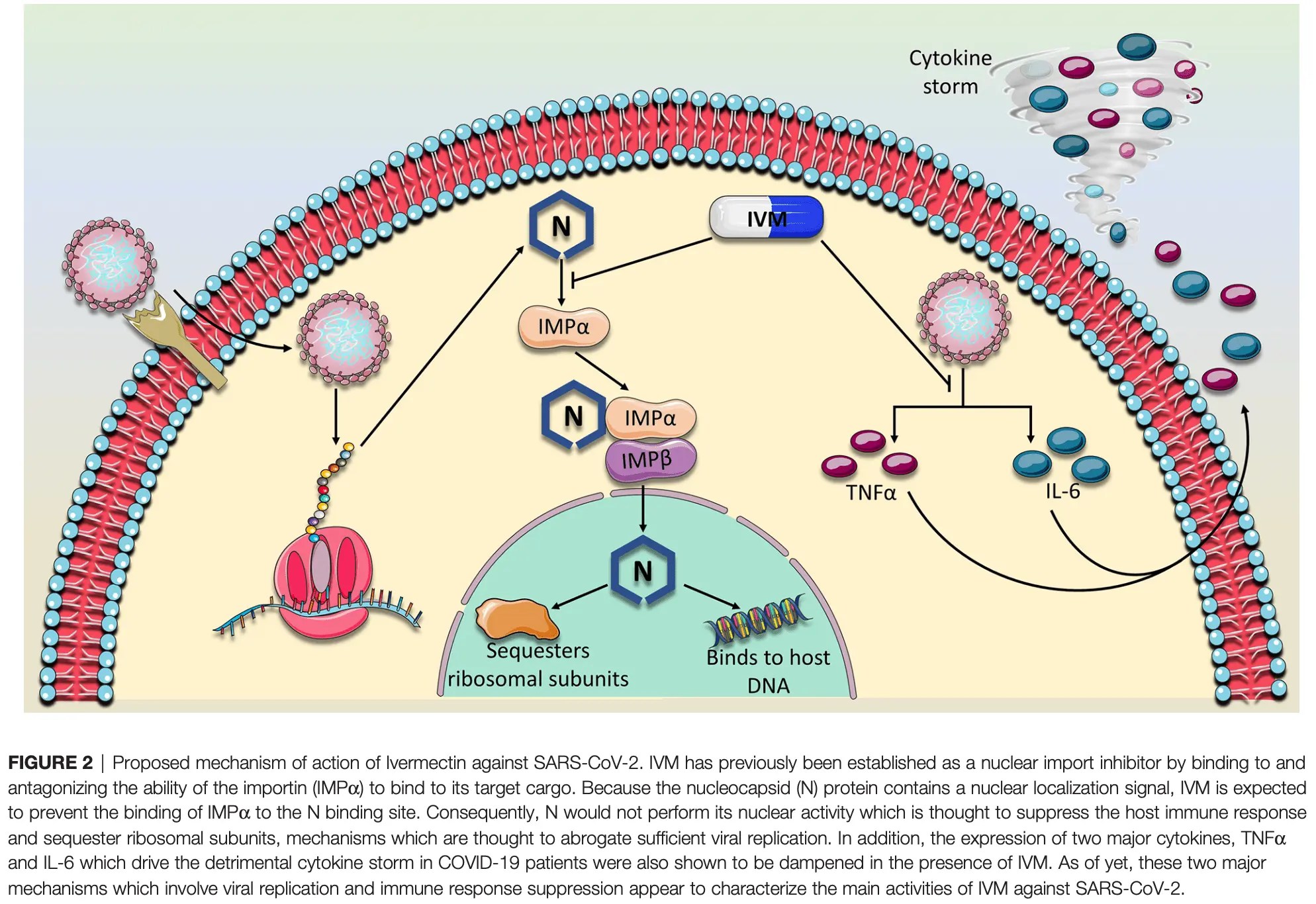 Wehbe Repurposing Ivermectin for COVID19 Molecular Aspects and