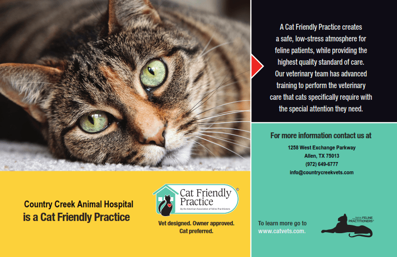 allen animal clinic allen texas Tawnya Lynn