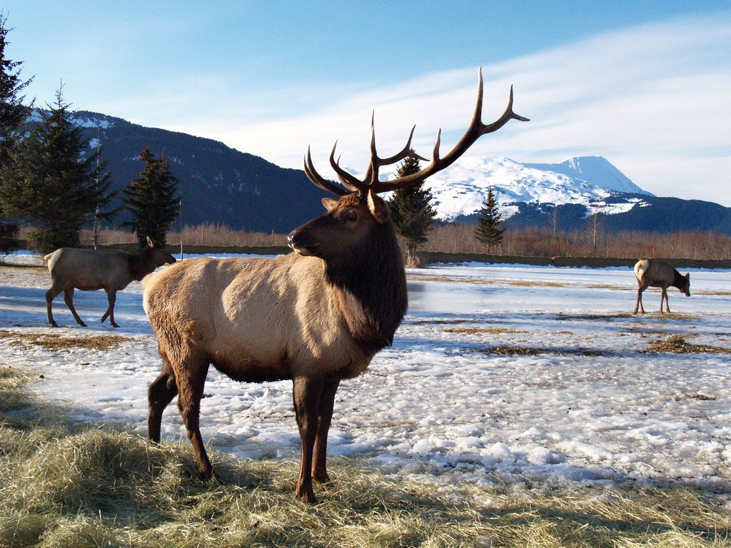 Elk in Alaska 19,000 views of this image See the Drama T… Flickr