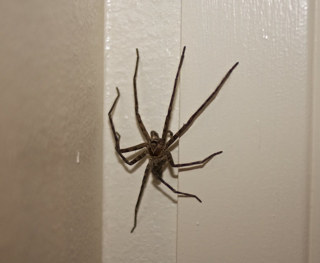 Hawaiian Cane Spider We found it here in our apartment. It… Flickr