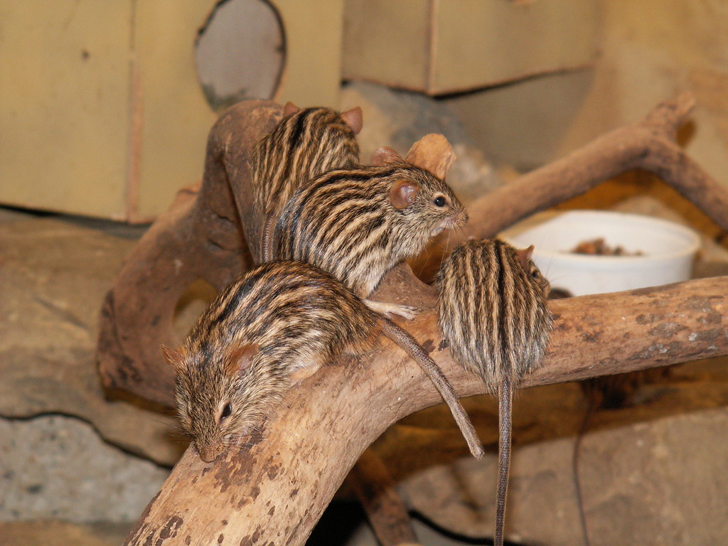 Zebra Mice Port Lympne Wild Animal Park Lutrus Flickr