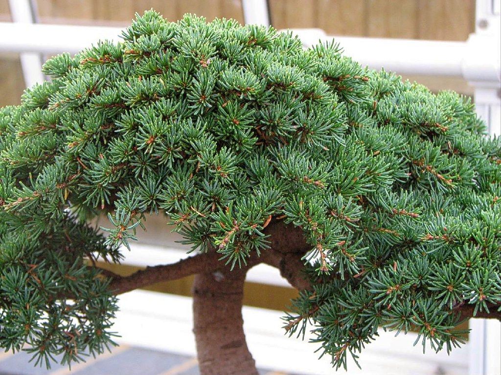 Cyprus Cedar Bonsai, (Cedrus Brevifolia), Kew Gardens, Lon… Flickr