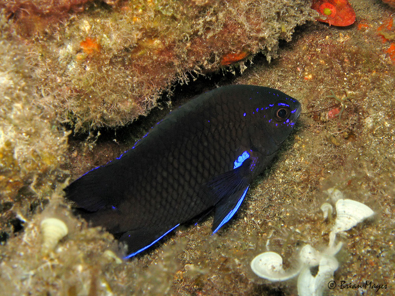 Bluefin Damselfish (Abudefduf luridus) Brian Mayes Flickr