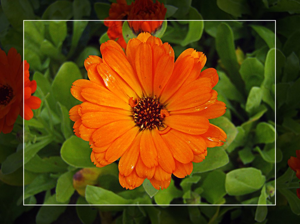 Orange Flower Macro This flower looks a bit beaten up. Lazlo