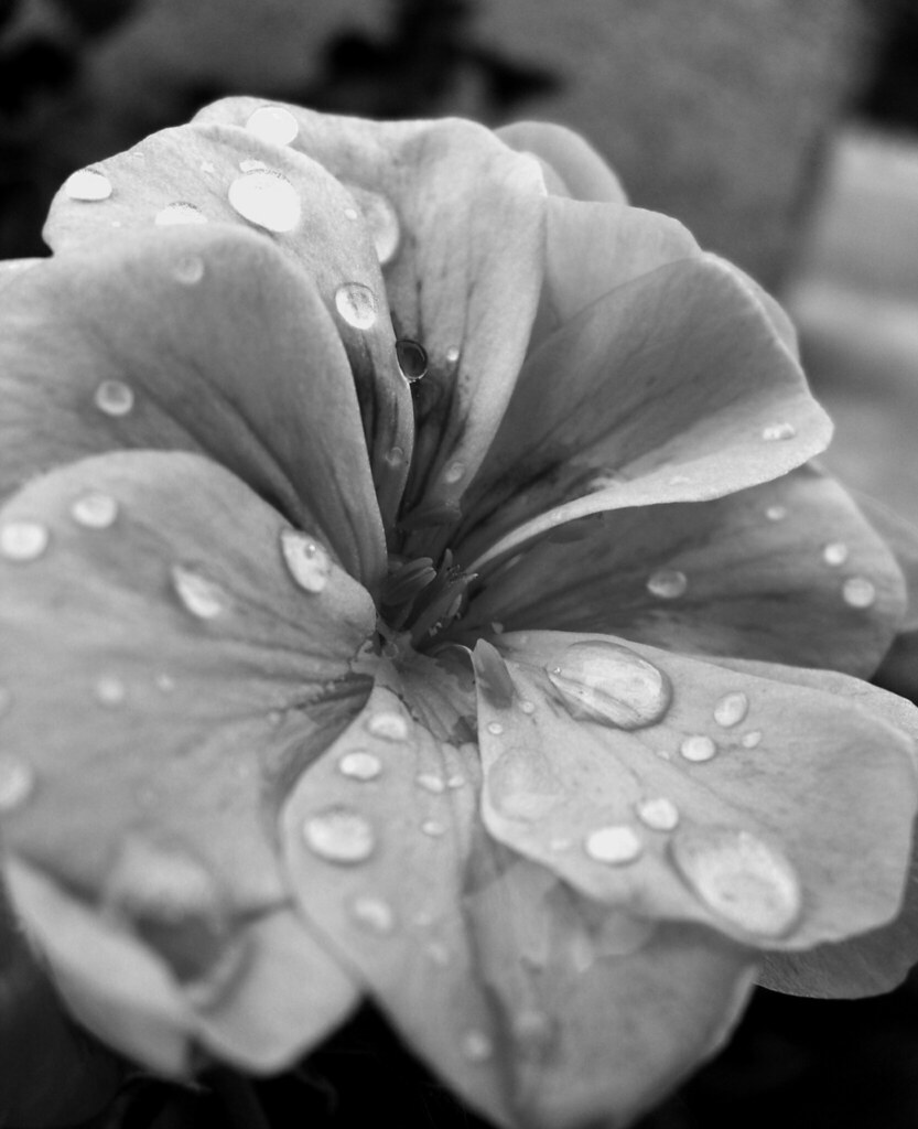 Flower Tears Spent some time taking pictures of flowers th… Flickr