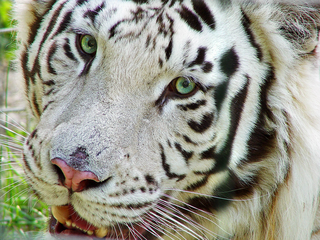 Looking right at me Portrait of one of the white tigers of… Flickr