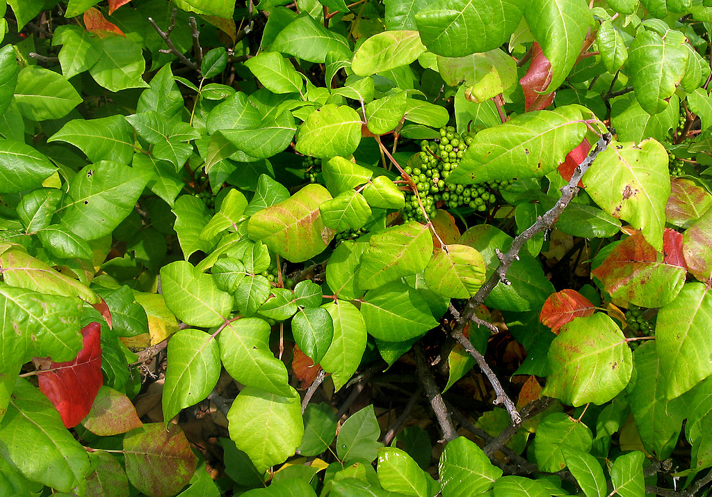 Poison Ivy with Berries sandy richard Flickr