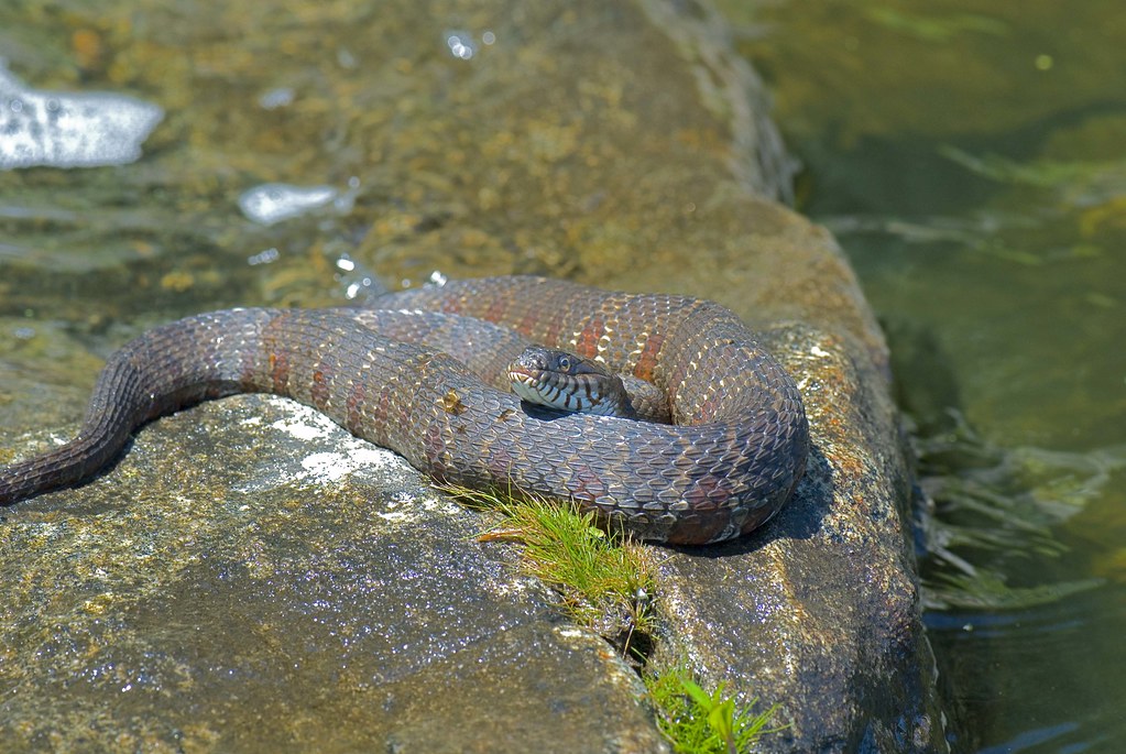 Northern Water Snake Echo Lake, Passaic County, NJ Fat a… Flickr