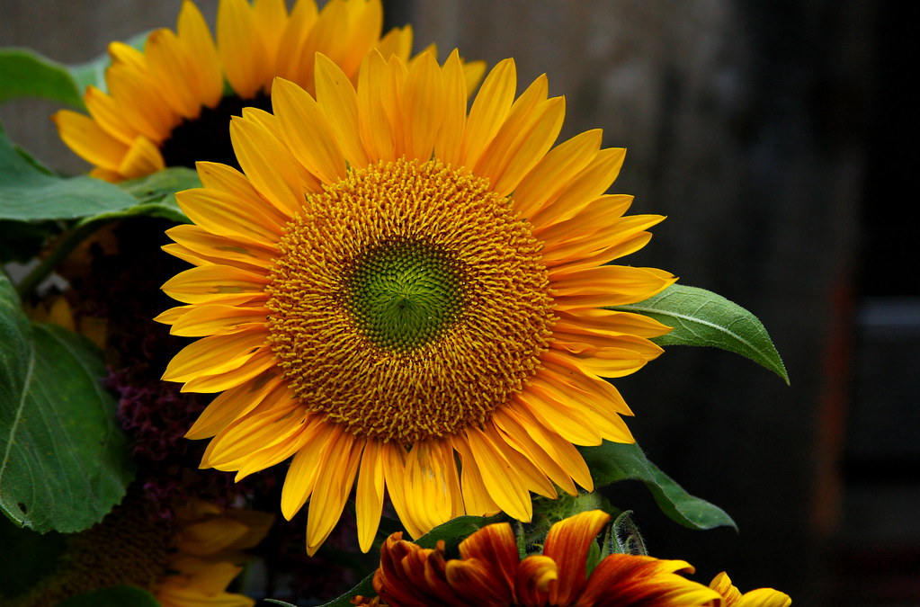 sunflowers for sale liz west Flickr
