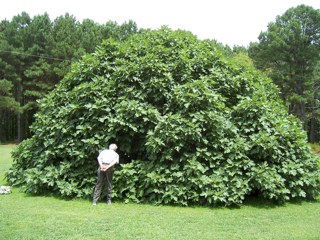 Virginia state champion fig tree Phillip Merritt Flickr