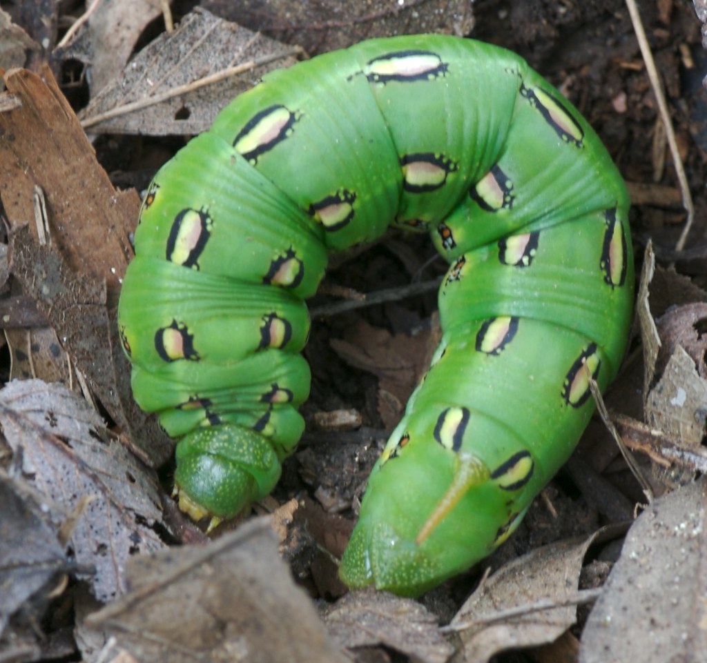 Whitelined sphinx caterpillar According to BUTTERFLY AND … Flickr