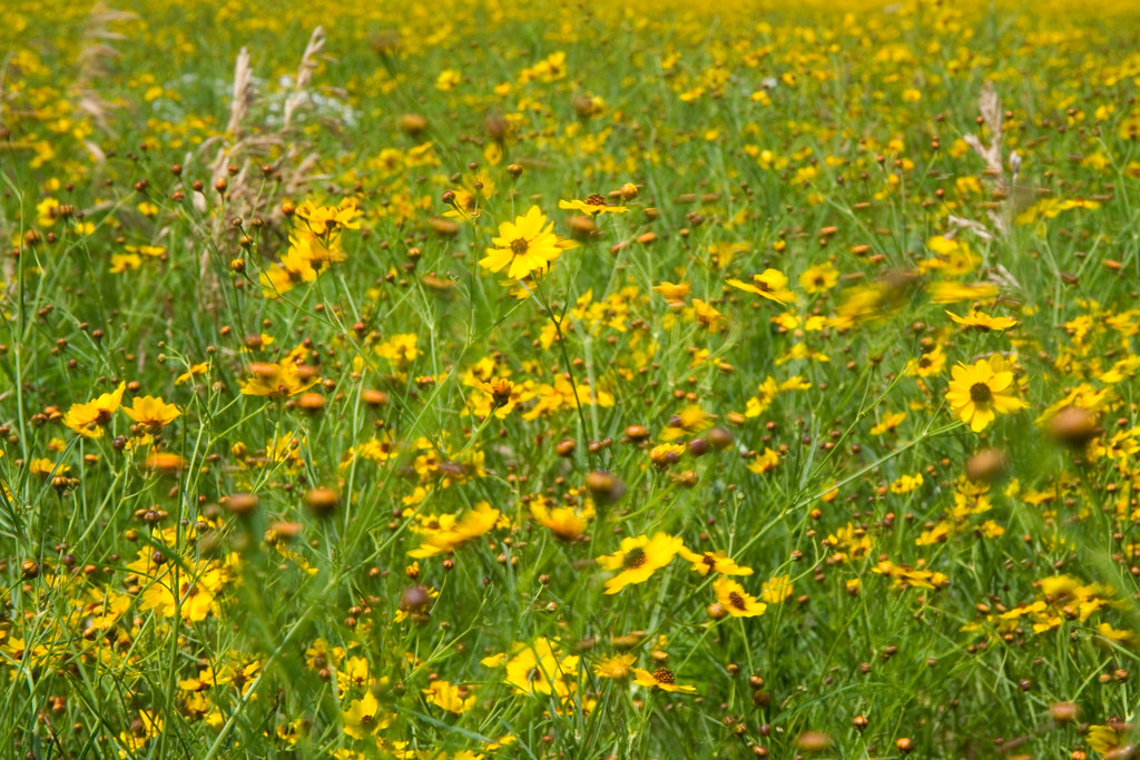 kansas wildflowersjun0714 Mike Rodriquez Flickr
