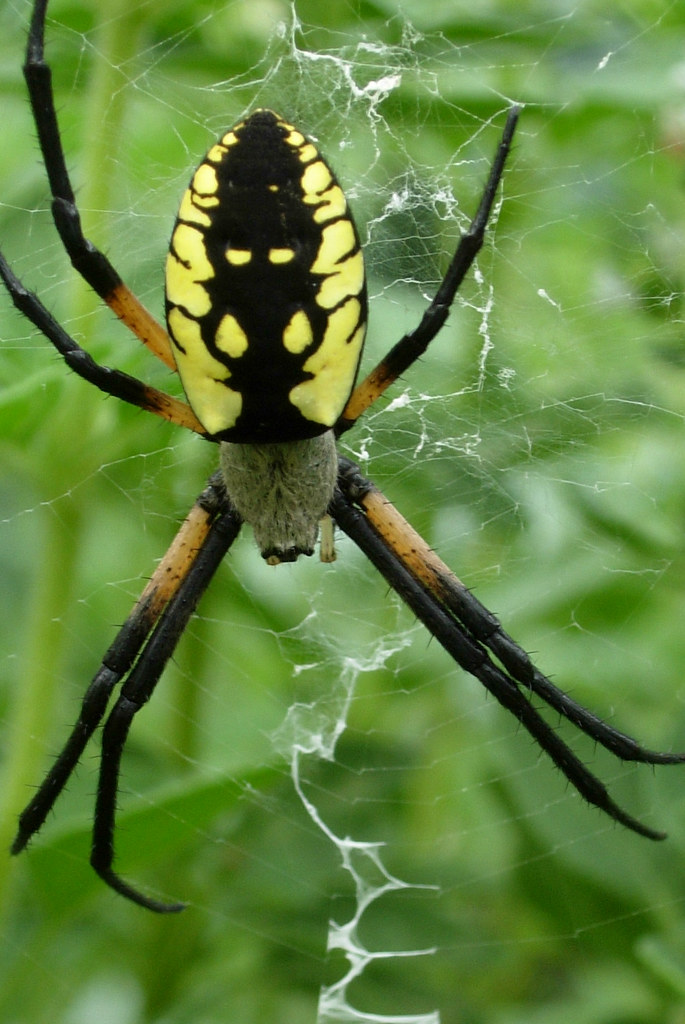 garden spider 3 Black and yellow argiope spider in my