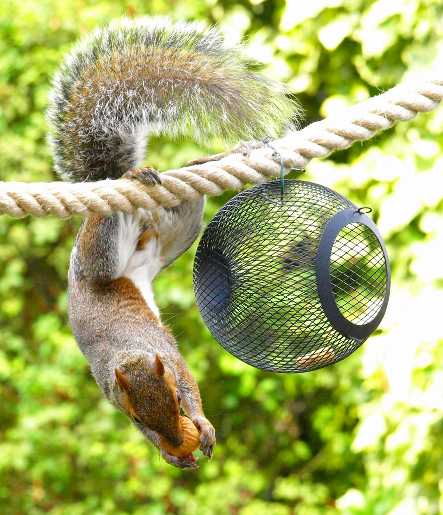 Squirrel, rope and a walnut 4 kintired Flickr