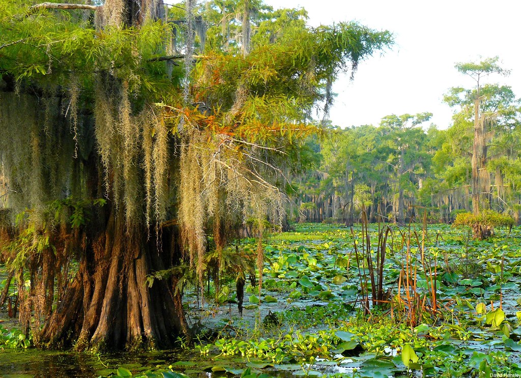 Spanish Moss, Caddo Lake, Texas Dave Hensley Flickr