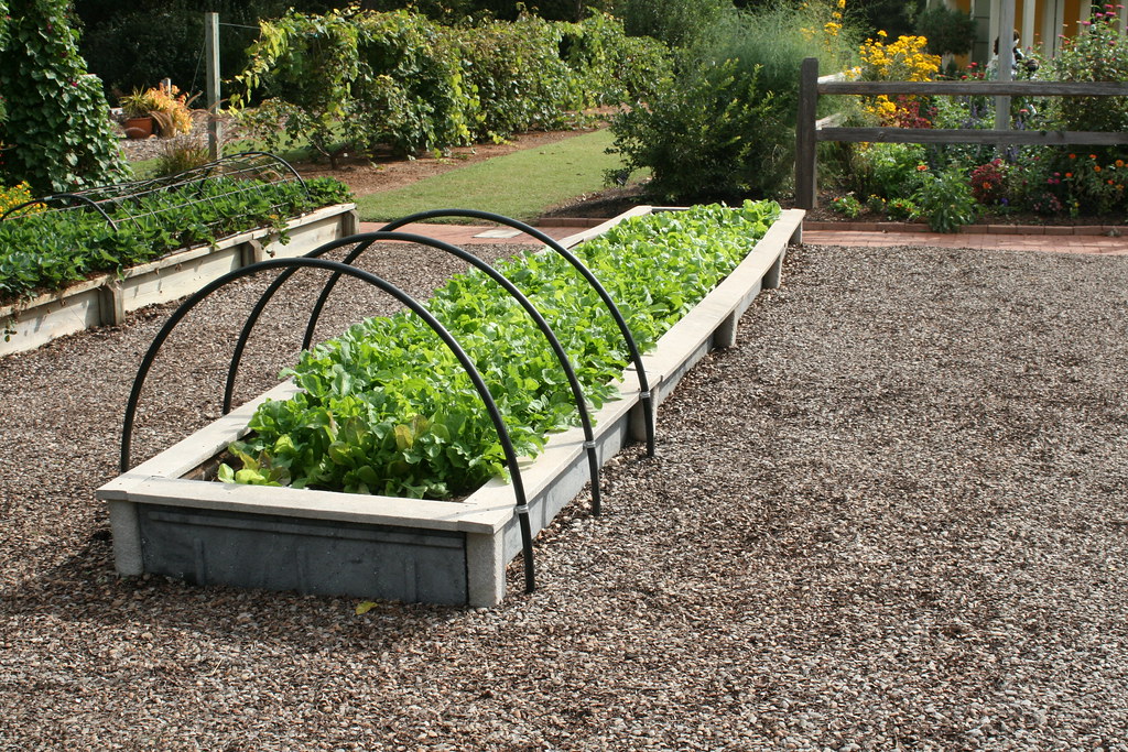 Lettuce in raised beds with hoops As part of the optional … Flickr