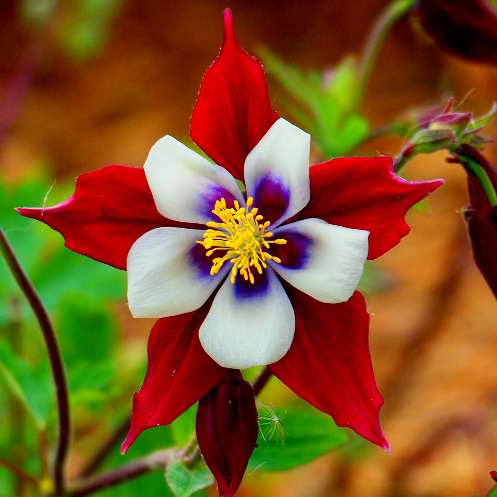 Vibrant Flowers Photowalk 17 of 52 (On the farm) Flickr