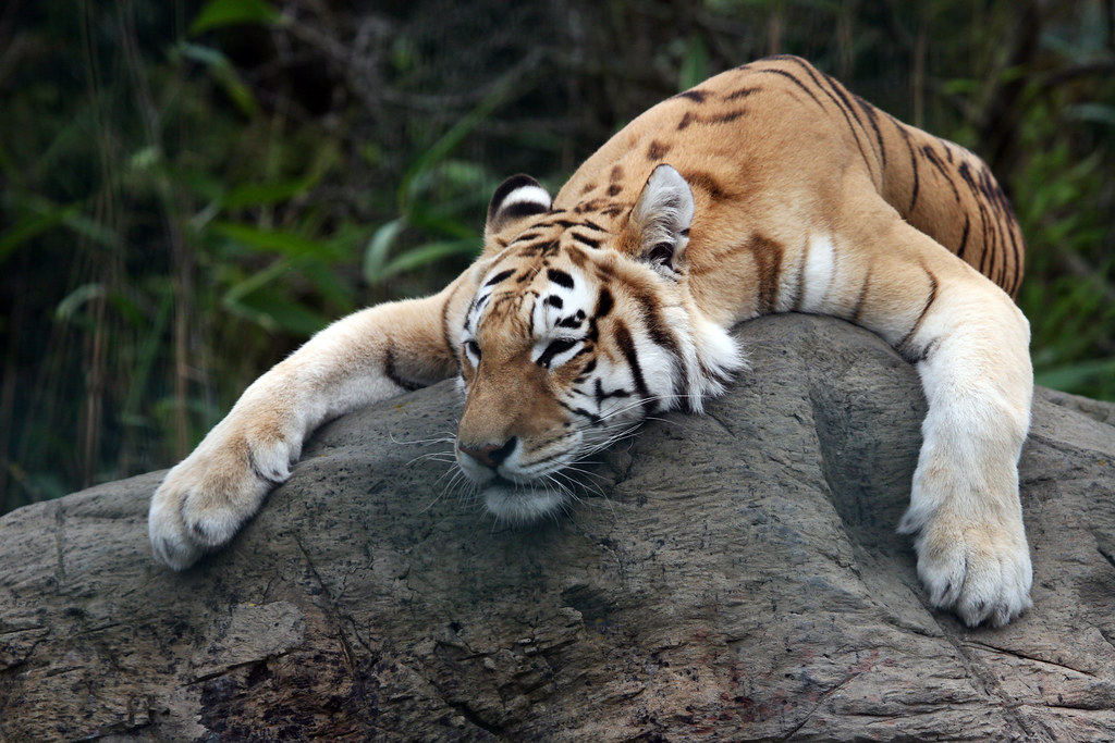 Isle of Wight Zoo I am a Lazy Tiger Bored at Sandown Zoo … Flickr