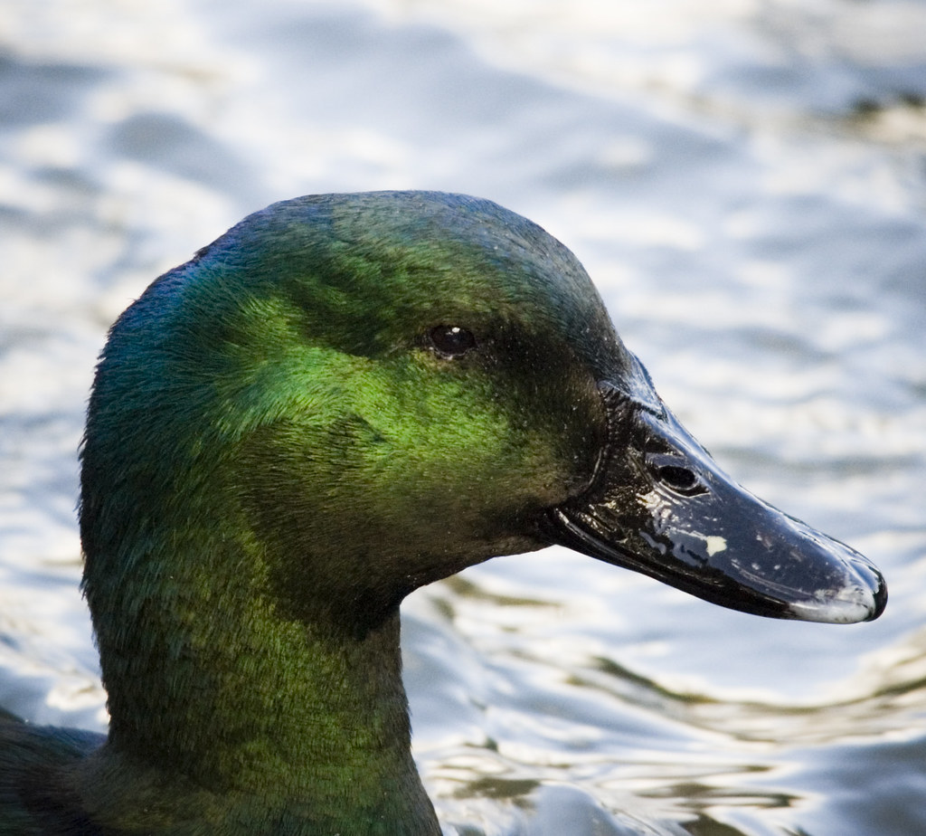 Cayuga Duck A Cayuga Duck is a breed of domesticated duck … Flickr