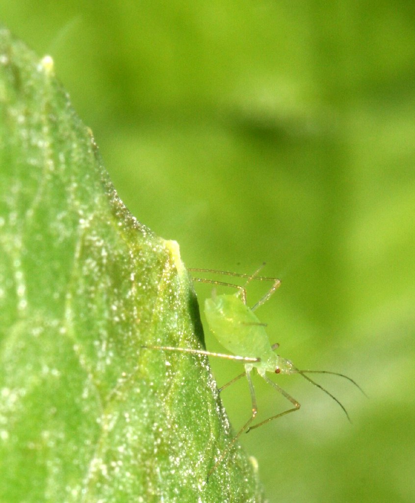 Green Aphid on Lettuce leaf Aphid on lettuce leaf Flickr