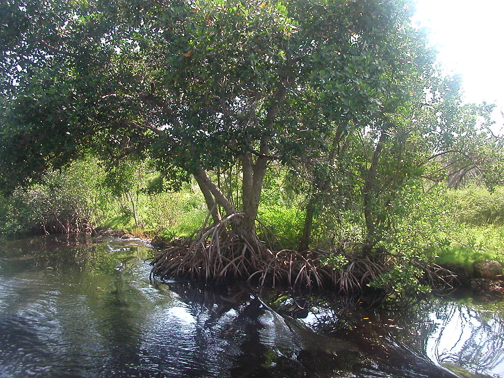 mahogany.JPG Mahogany trees in the swamp Everglades Nation… Flickr