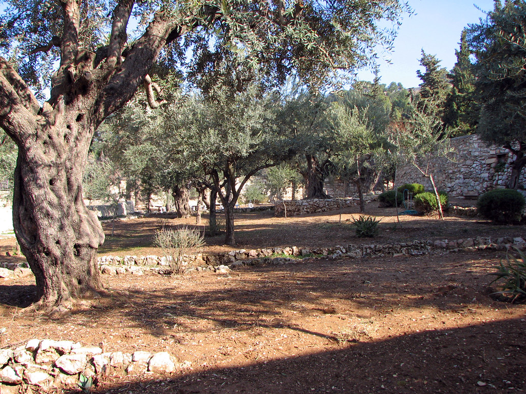 Mount of Olives Gethsemane Garden Gethsemane (from the H… Flickr