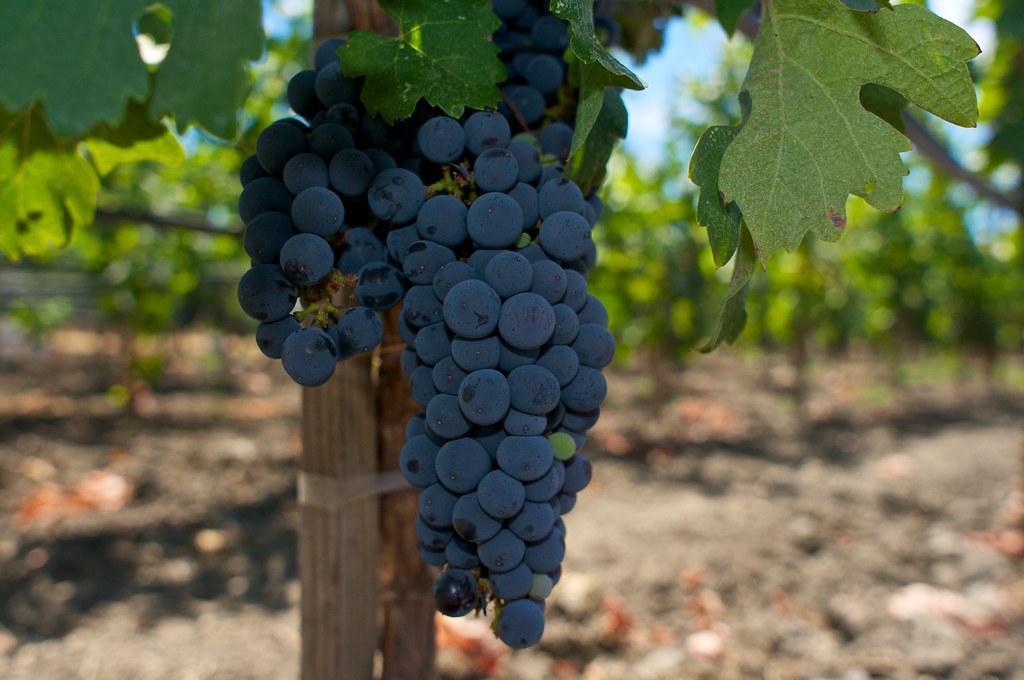 Famous Grapes some grapes from opus one in napa valley FrankGuido