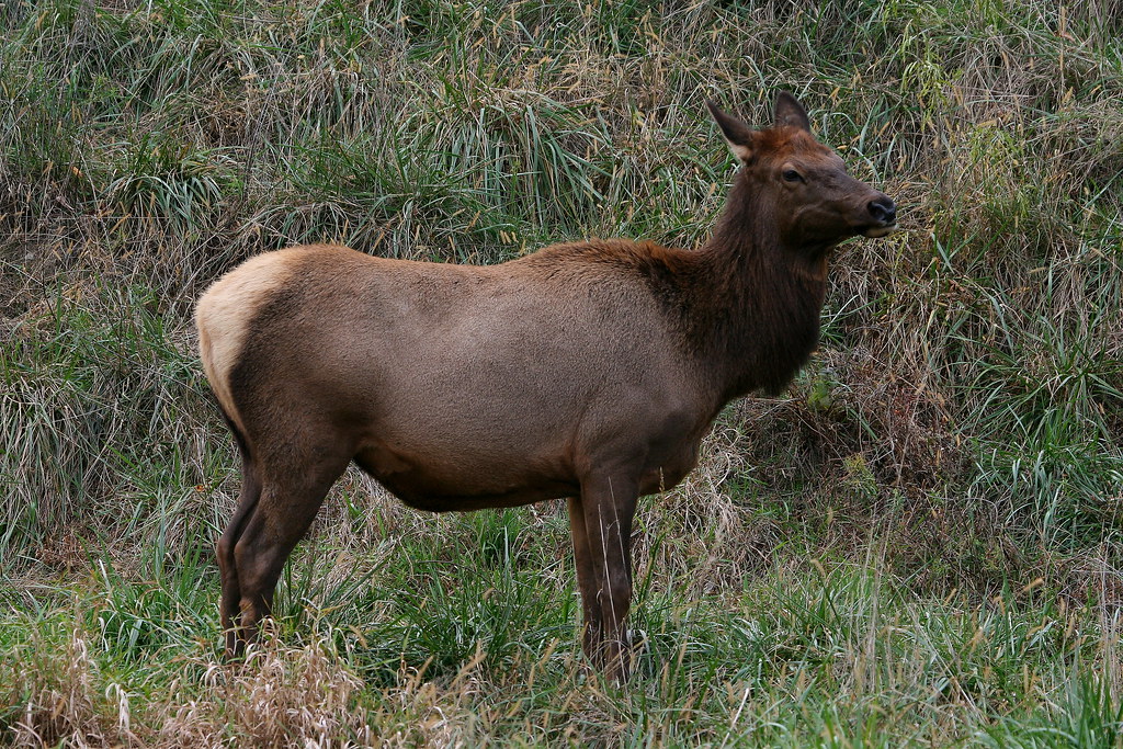 IMG5688 ELK (FEMALE) Lehigh Valley Zoo. kenkeener1621 Flickr