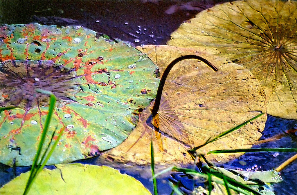 Lily Pads Seen at Lake Mexia in Mexia, Texas. Carol Von Canon Flickr