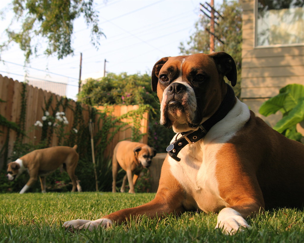 Boxer Dogs macho with curtis and roxann. Nic Adler Flickr