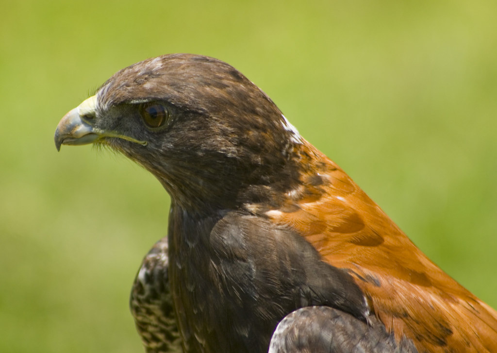 Texas birds of prey digihooli