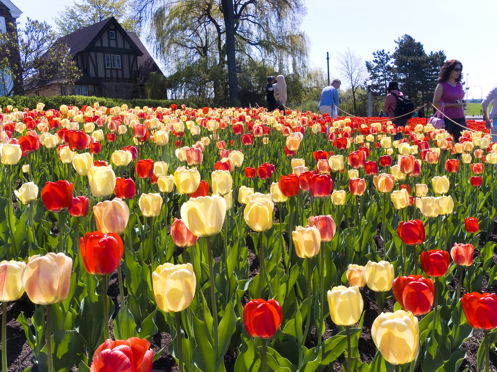 Tulip Festival, Ottawa, Canada The Ottawa Tulip Festival i… Flickr