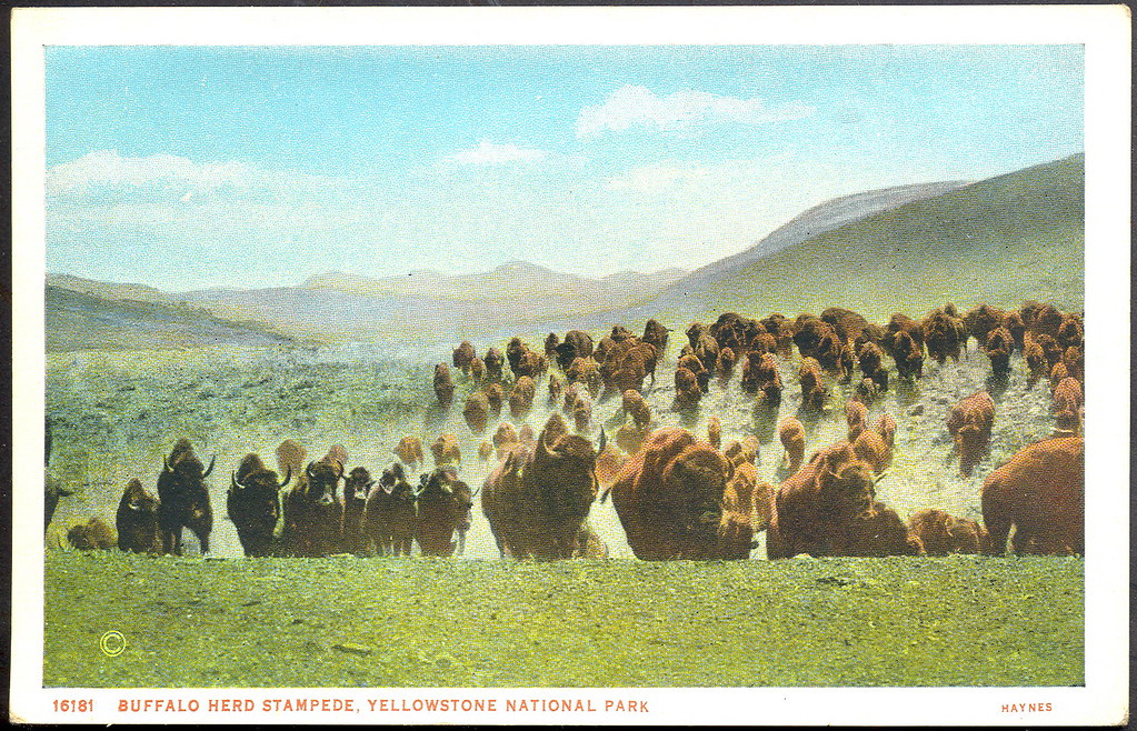 Buffalo Stampede in Wyoming Photo by Haynes Picture Shop C… Flickr