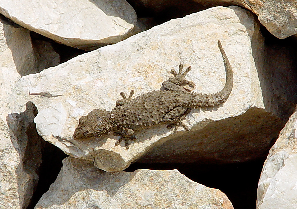 Gecko, Peñon de Ifach, Spanien / Spain Attention The