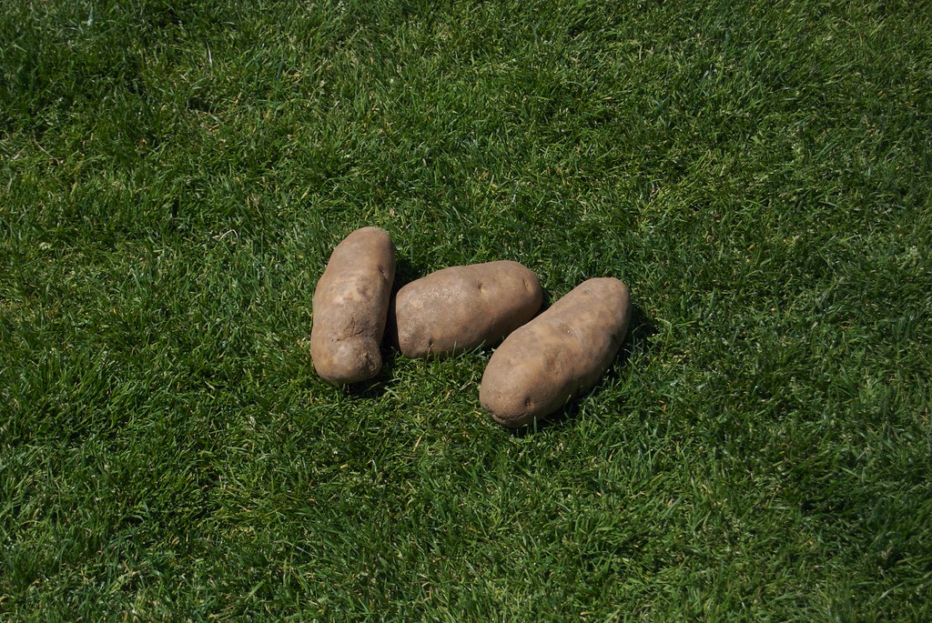 Lonely Potatoes Somebody call Dan Quayle! Ferrous Büller Flickr