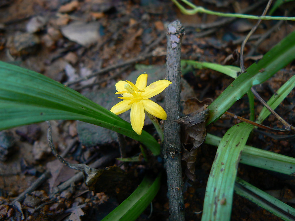 Curculigo orchioides Hypoxidaceae (orchidlily family