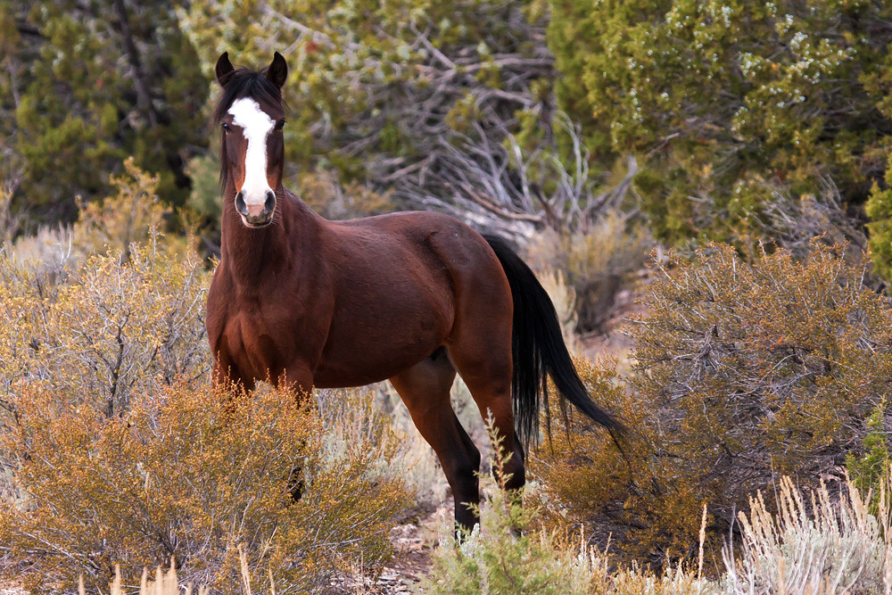 Catch Me If You Can Wild Horse Lincoln County, Nevada James Marvin
