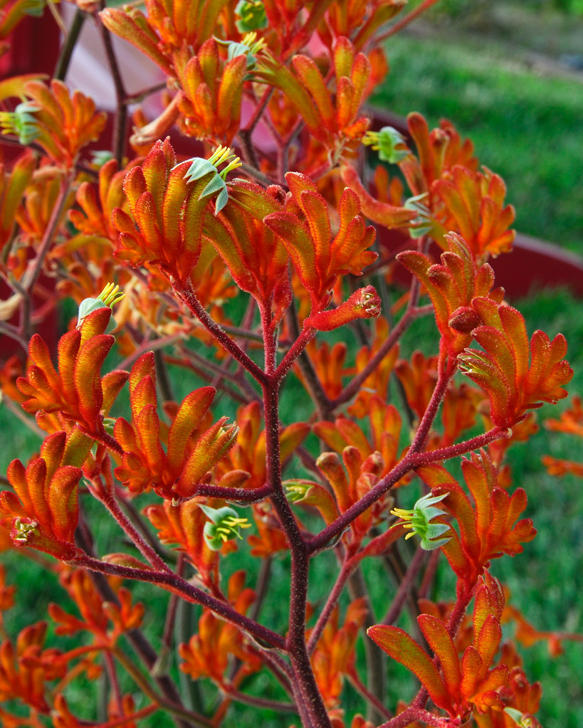 Kangaroo Paw Kangaroo paw plant Steve Nelson Flickr