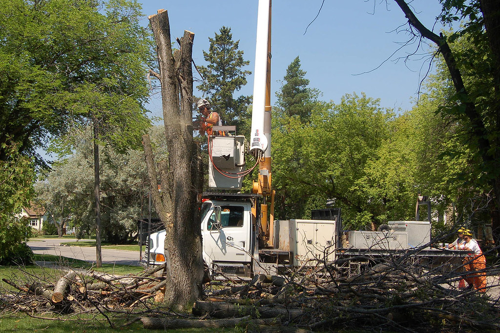 Cutting down the tree With a bucket truck, it doesn't take… Flickr