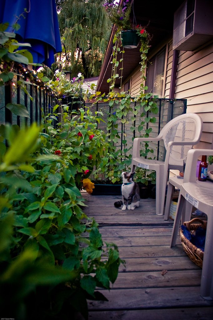 My Balcony Garden My balcony at full growth in Madison, WI… Flickr