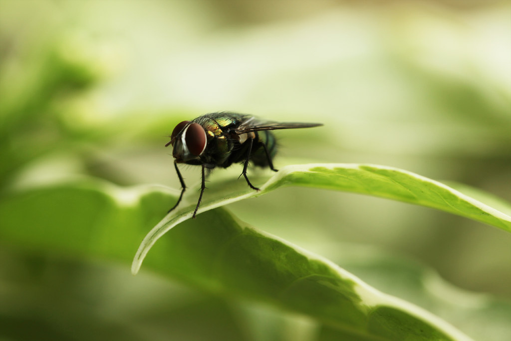 The House Fly! Some facts about House Fly The average hou… Flickr