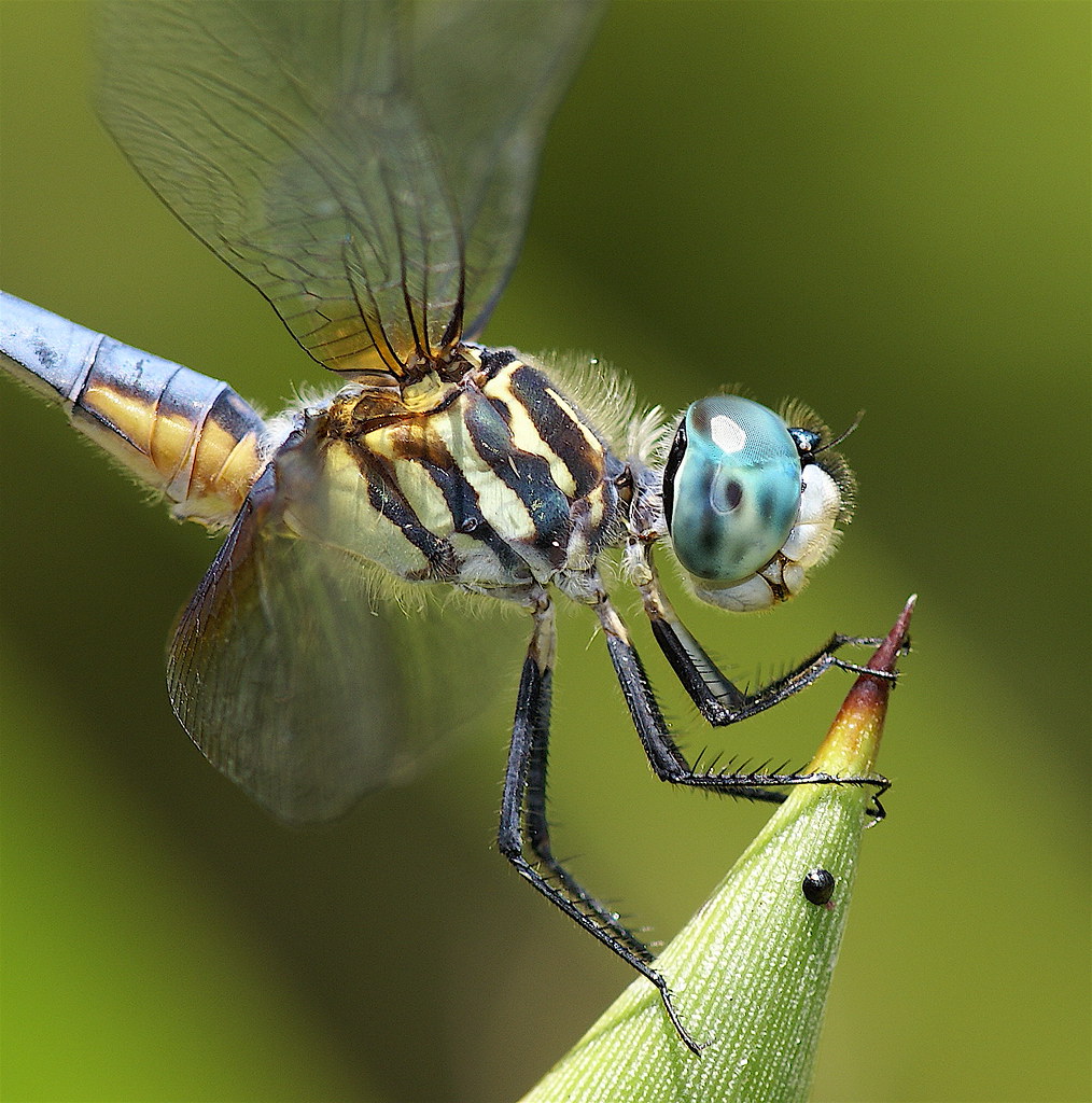 "A Baby Blue Headed Zebra Striped Dragonfly with a Single … Flickr