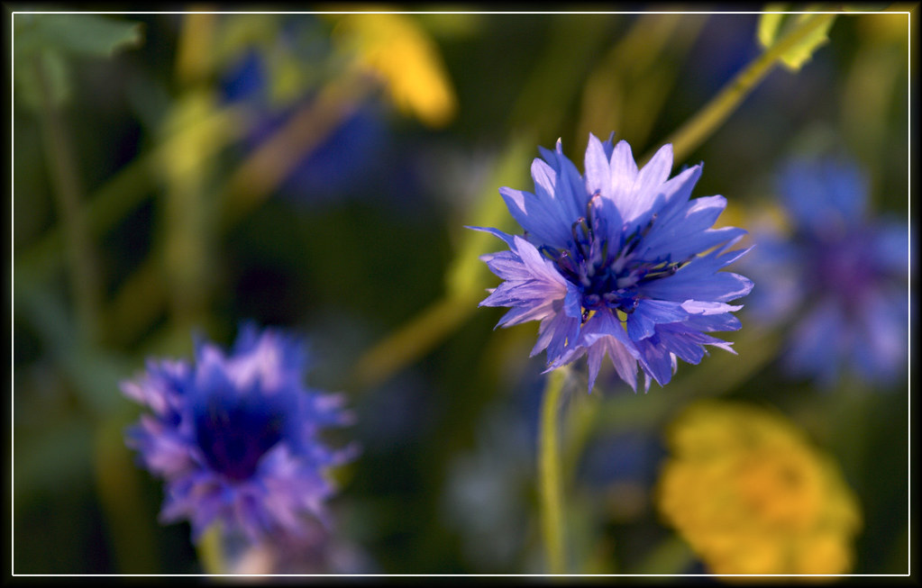 Blue fuzzy flower Purple/blue fuzzy flower found in the mi… Flickr