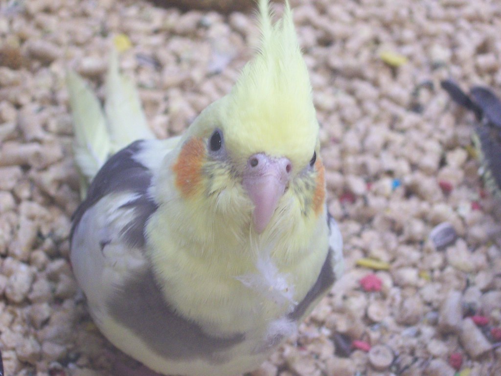 What'd You Say? Pet Smart birds are testy. neonlightsphotography
