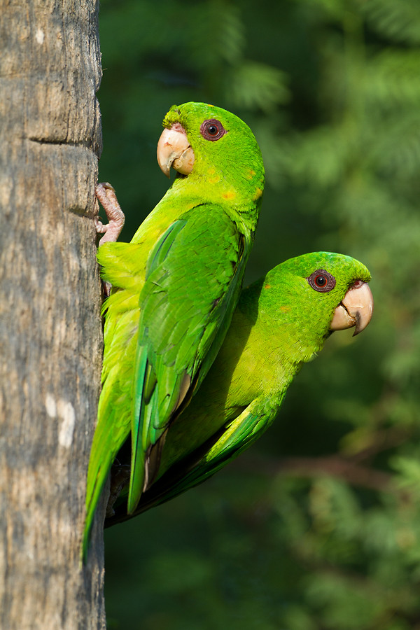 Pair of Parakeets A pair of Green Parakeets pose near the … Flickr