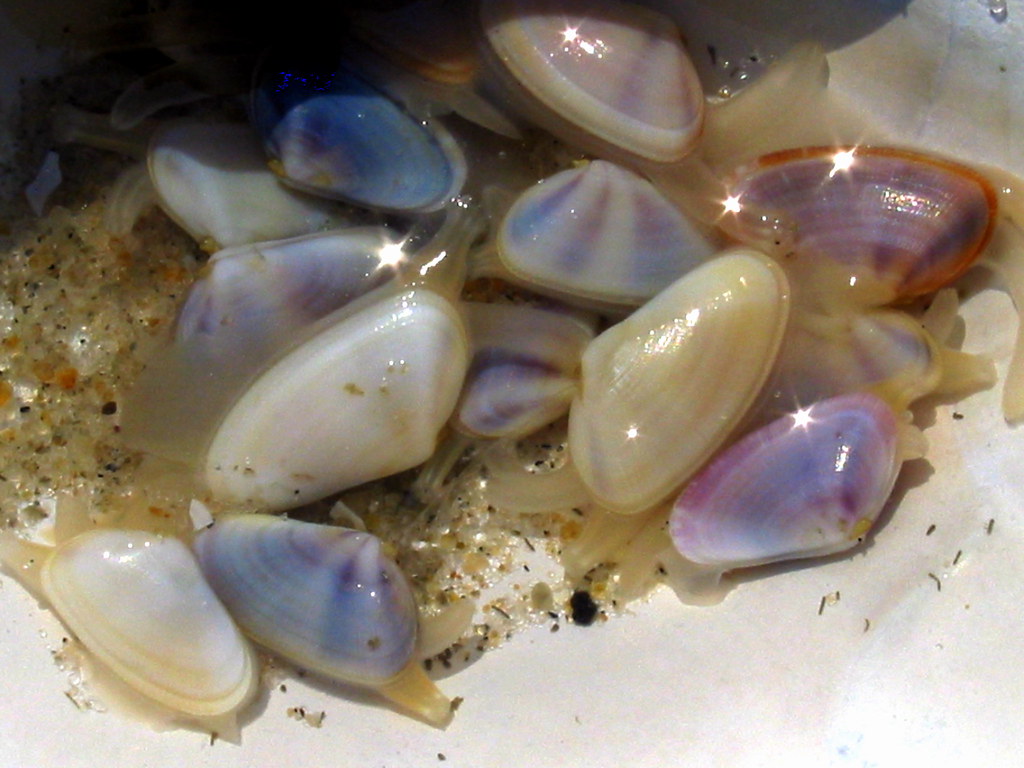 miniclams in sea shell, reaching My daughter and I went t… Flickr