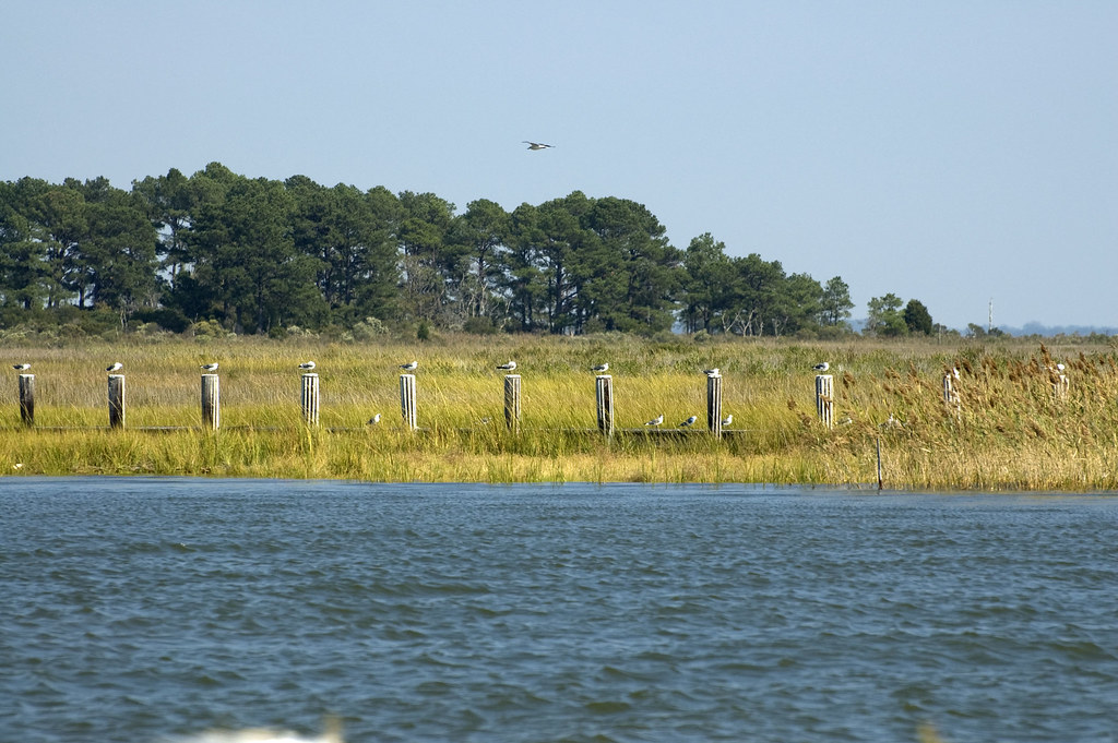 Elliott's Island, MD Wayne Thume Flickr